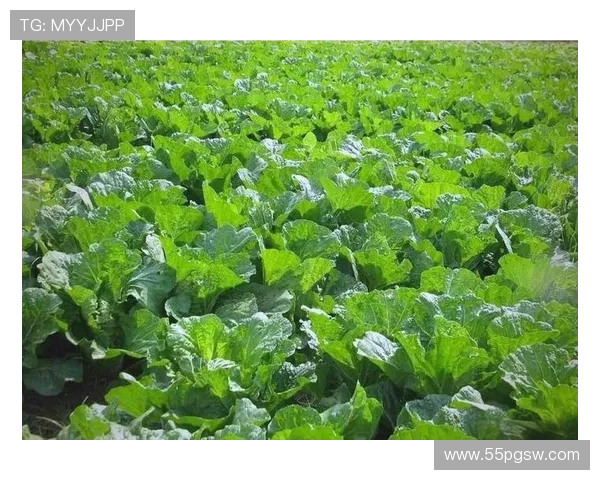 白菜网贴吧论坛:分享白菜种植技巧与经验交流